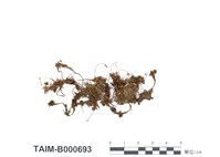 藏品(仙鶴苔)的圖片